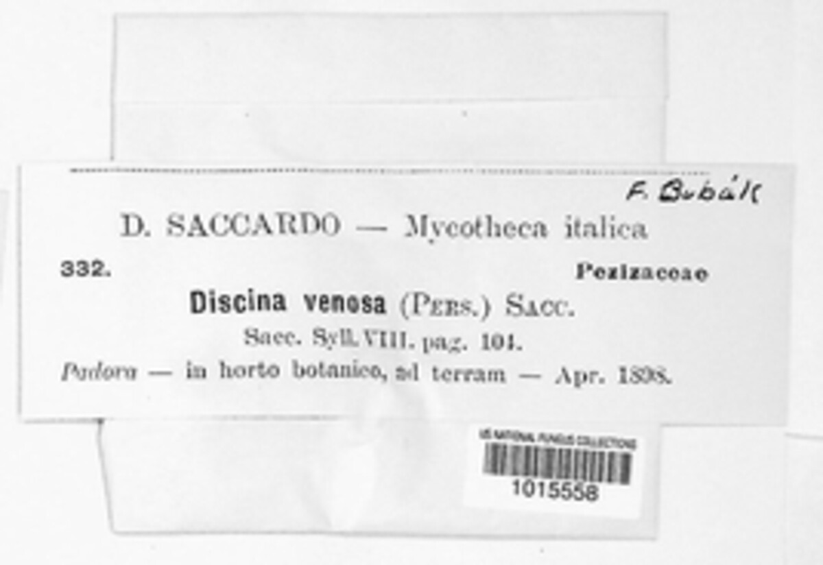 Disciotis venosa image